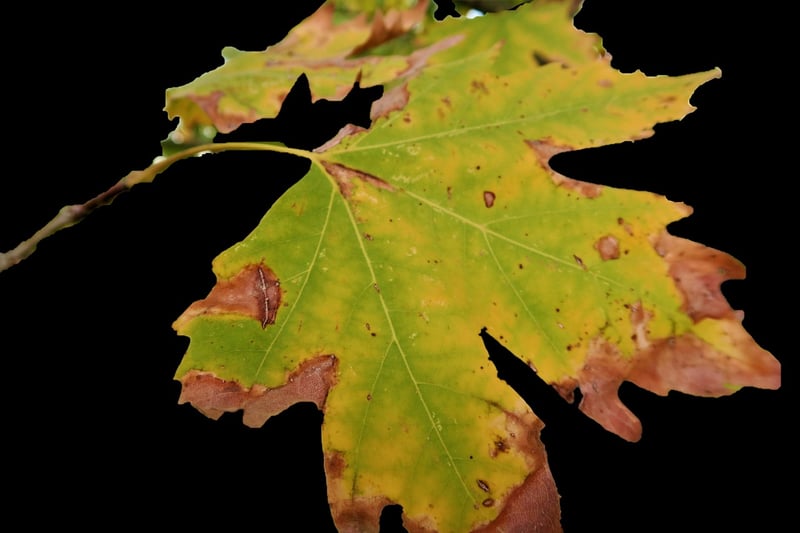 Autumn Herbs