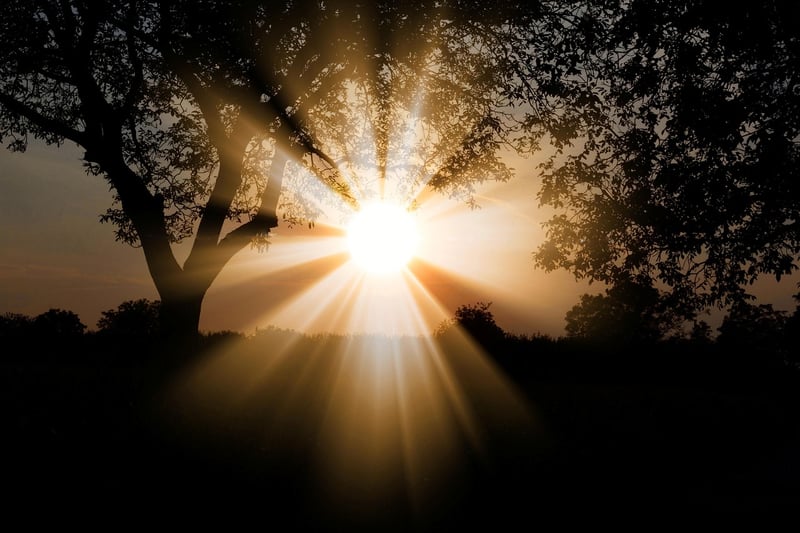 Sunlight in the garden